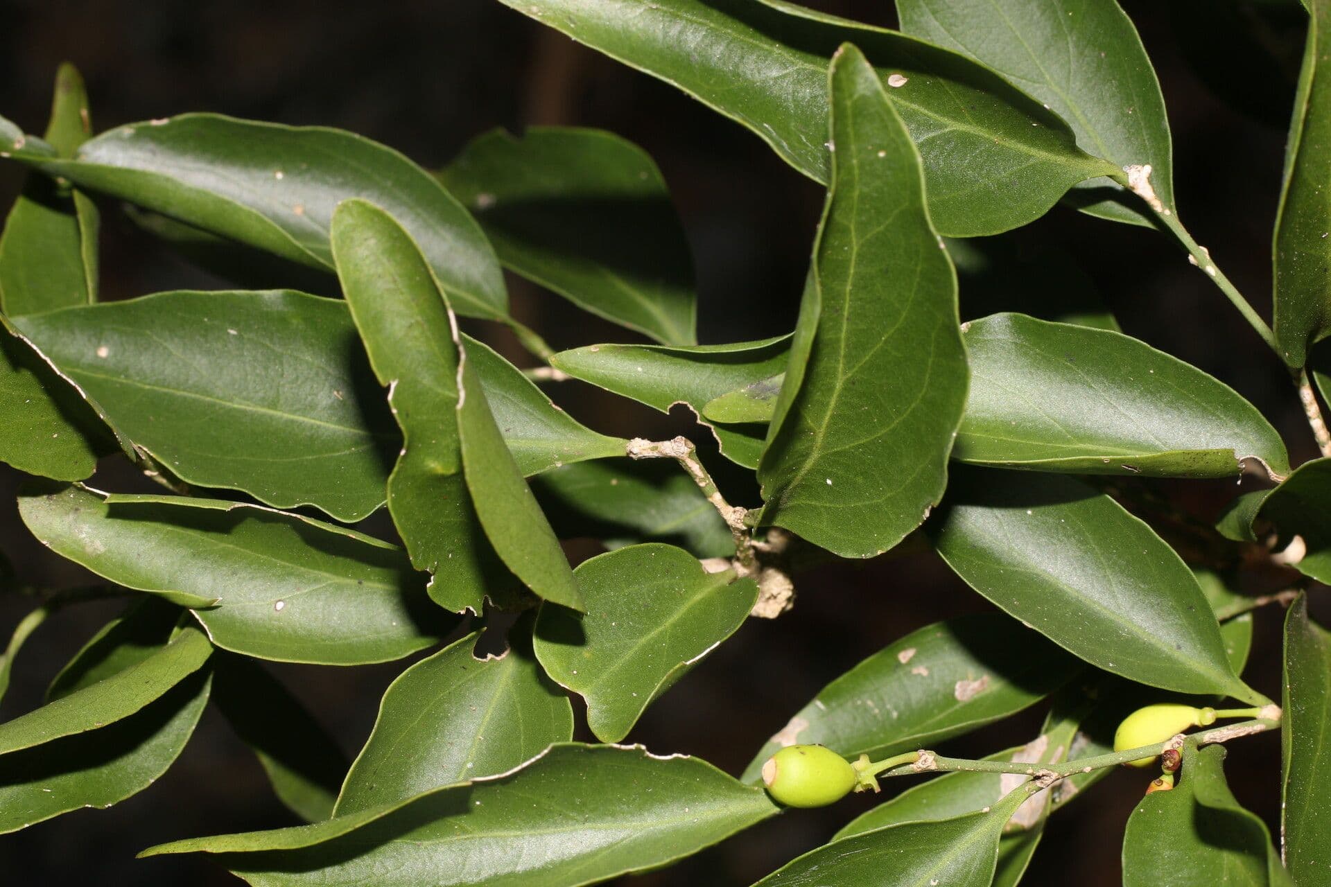Schoepfia di Schreber 7