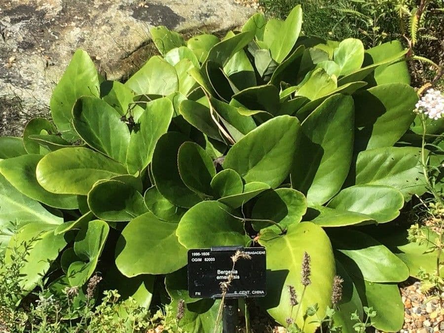 Bergenia