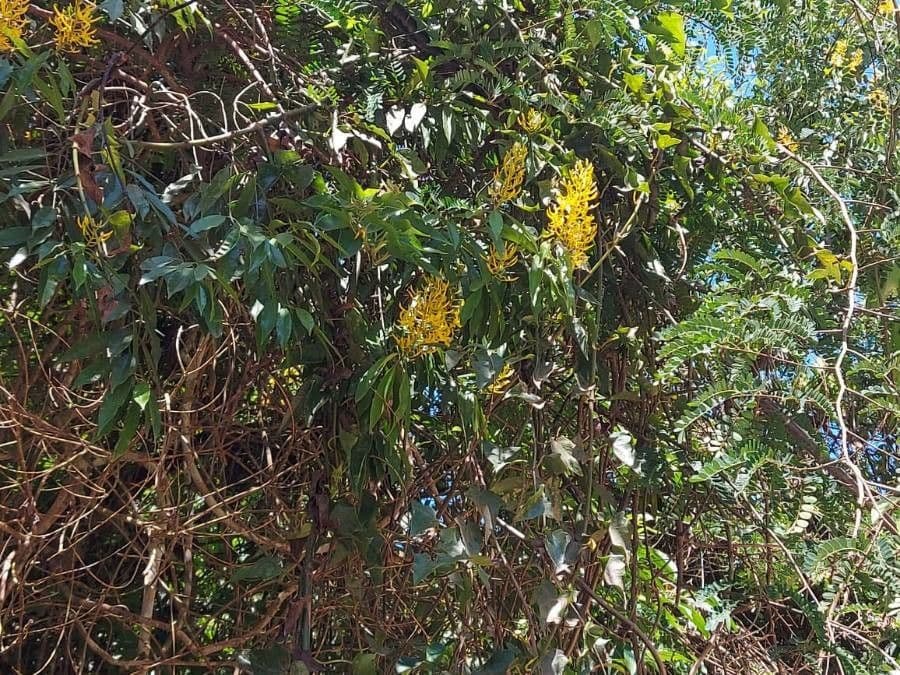 Vochysia 5
