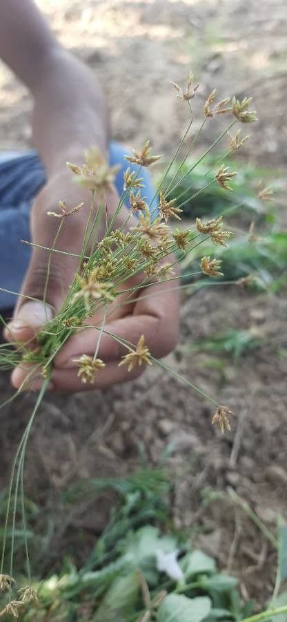Bulbostylis barbata 2