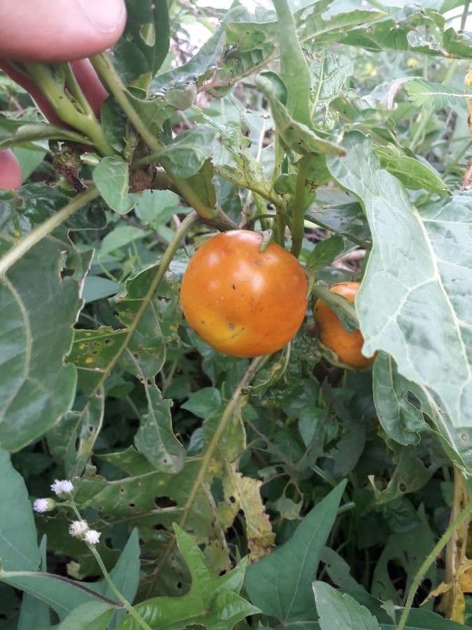 Solano grigio 3
