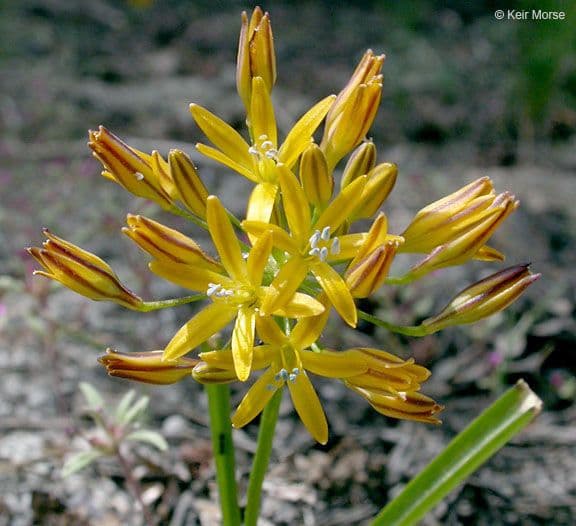 Triteleia 4