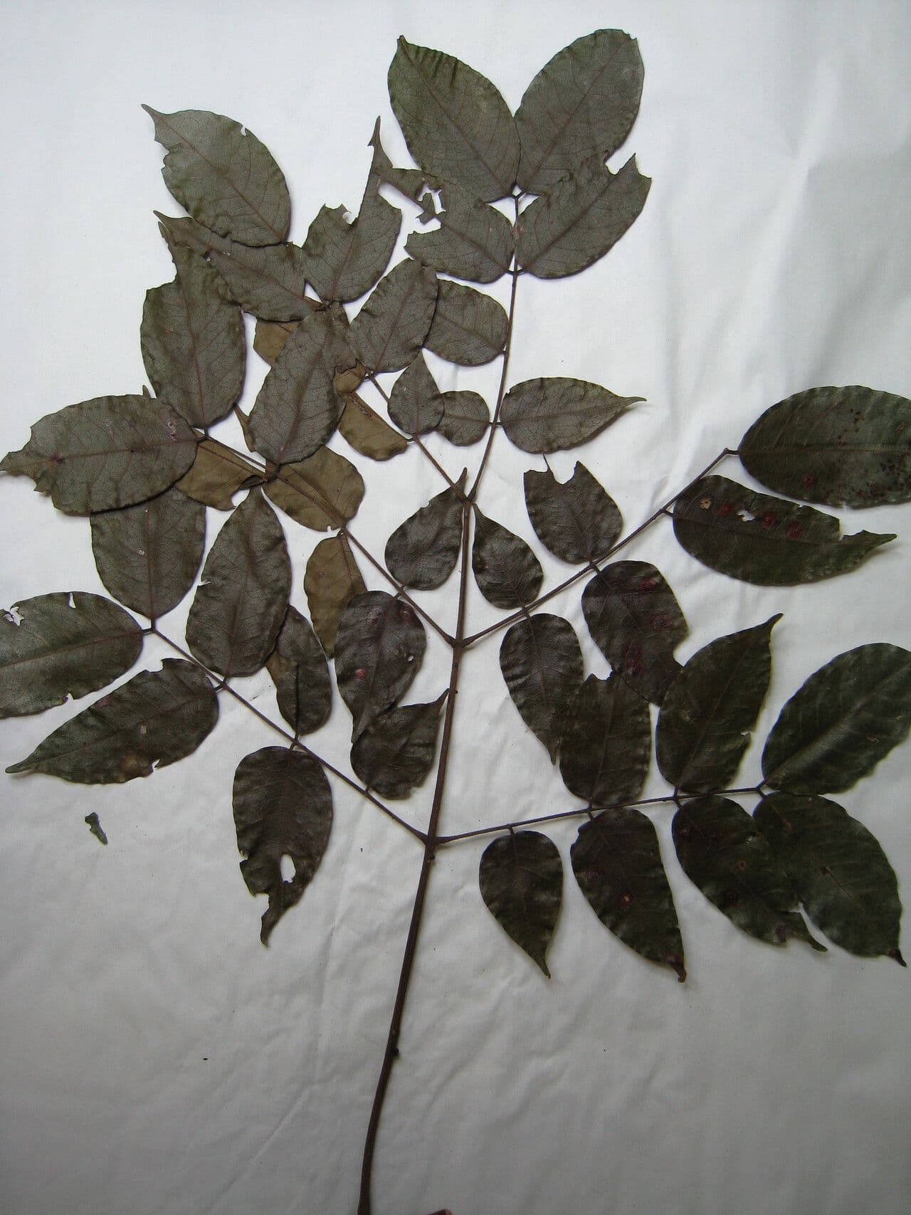 Stryphnodendron polistachico 3