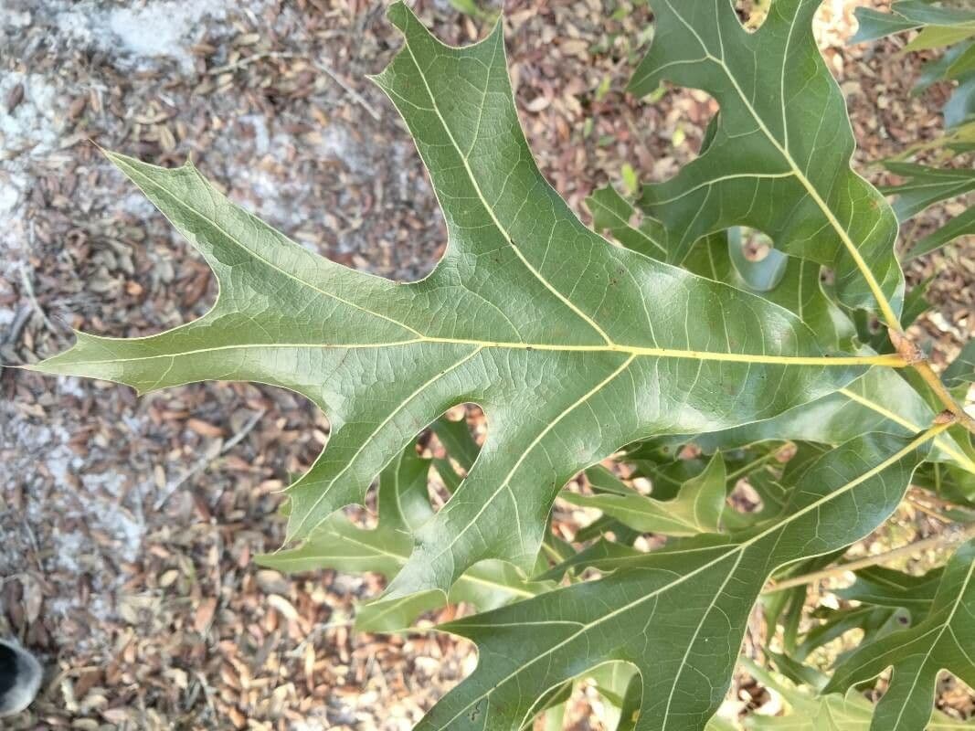 Roble 4