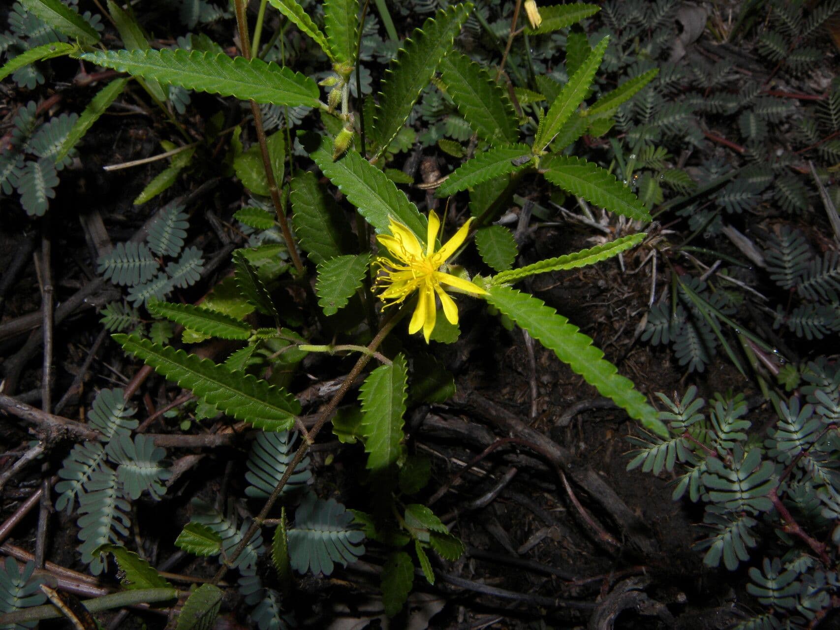 Corchorus hirtus 4