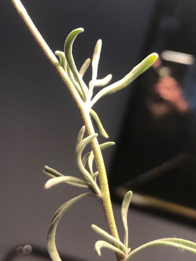 Violaciocca fruticulosa 16