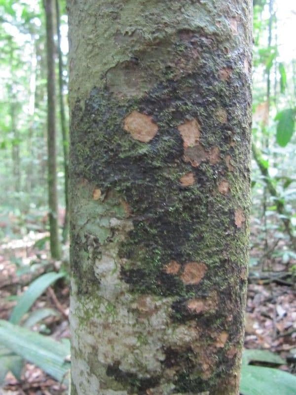 Macrolobium