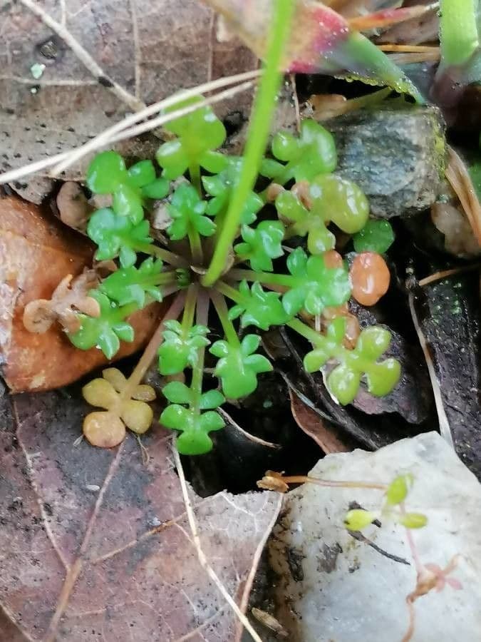 Teesdalia coronopifolia 20