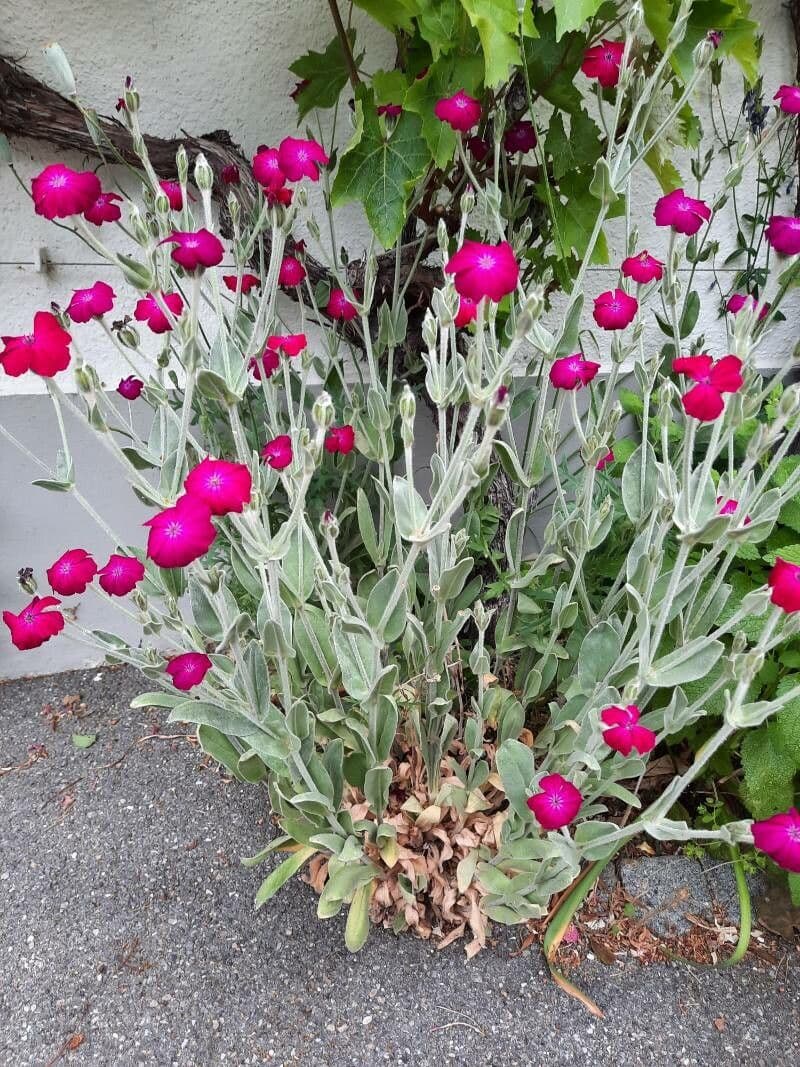 Silene coronaria 13