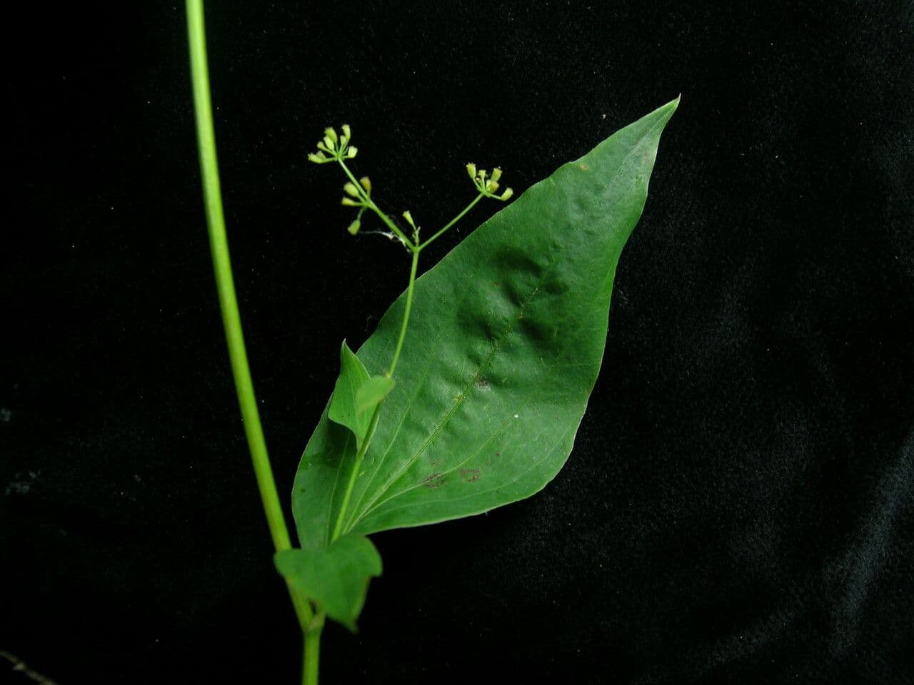 Bupleurum lancéolé 2