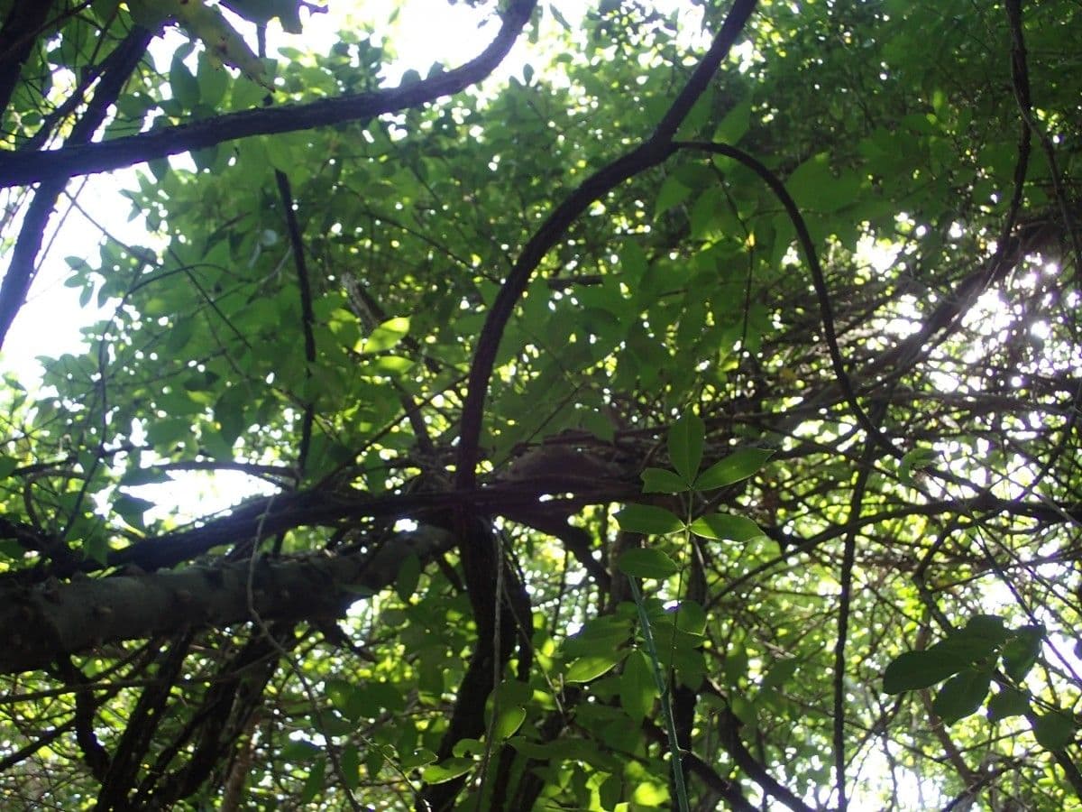 Zanthoxylum zanthoxyloides 6