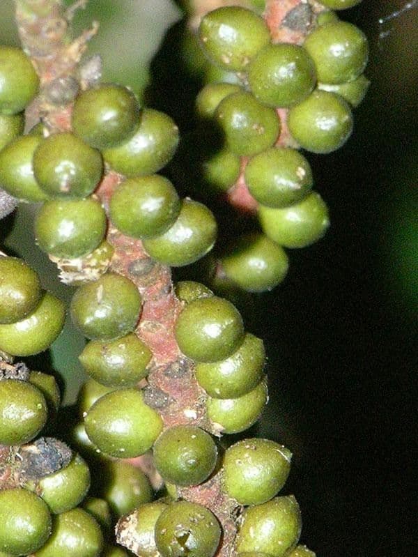Geonoma pinnada 2