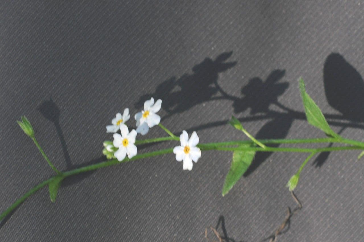 Forget-me-not 28