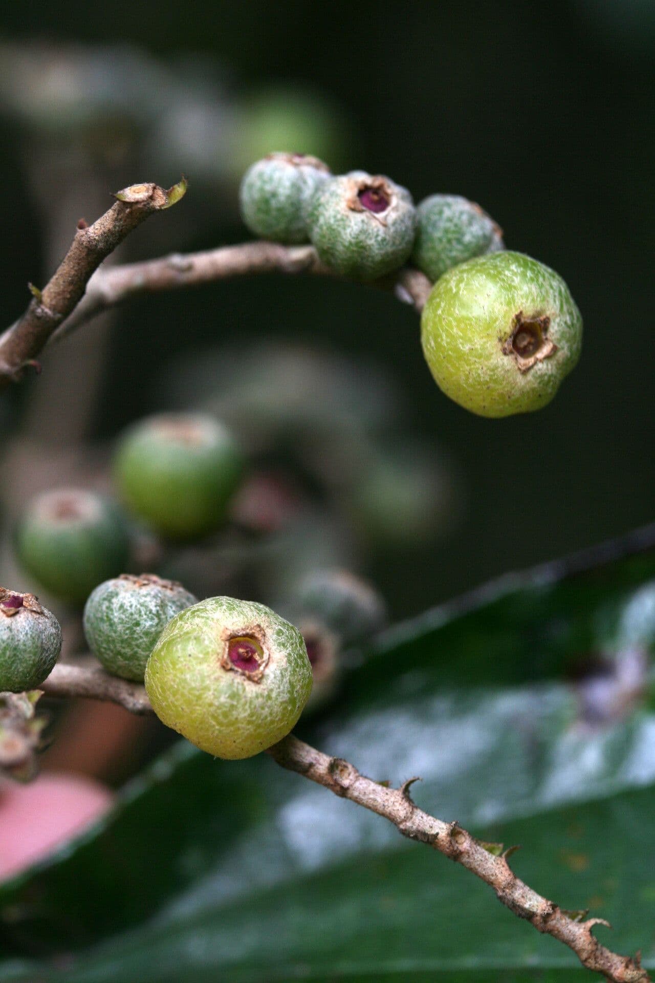 Miconia 3