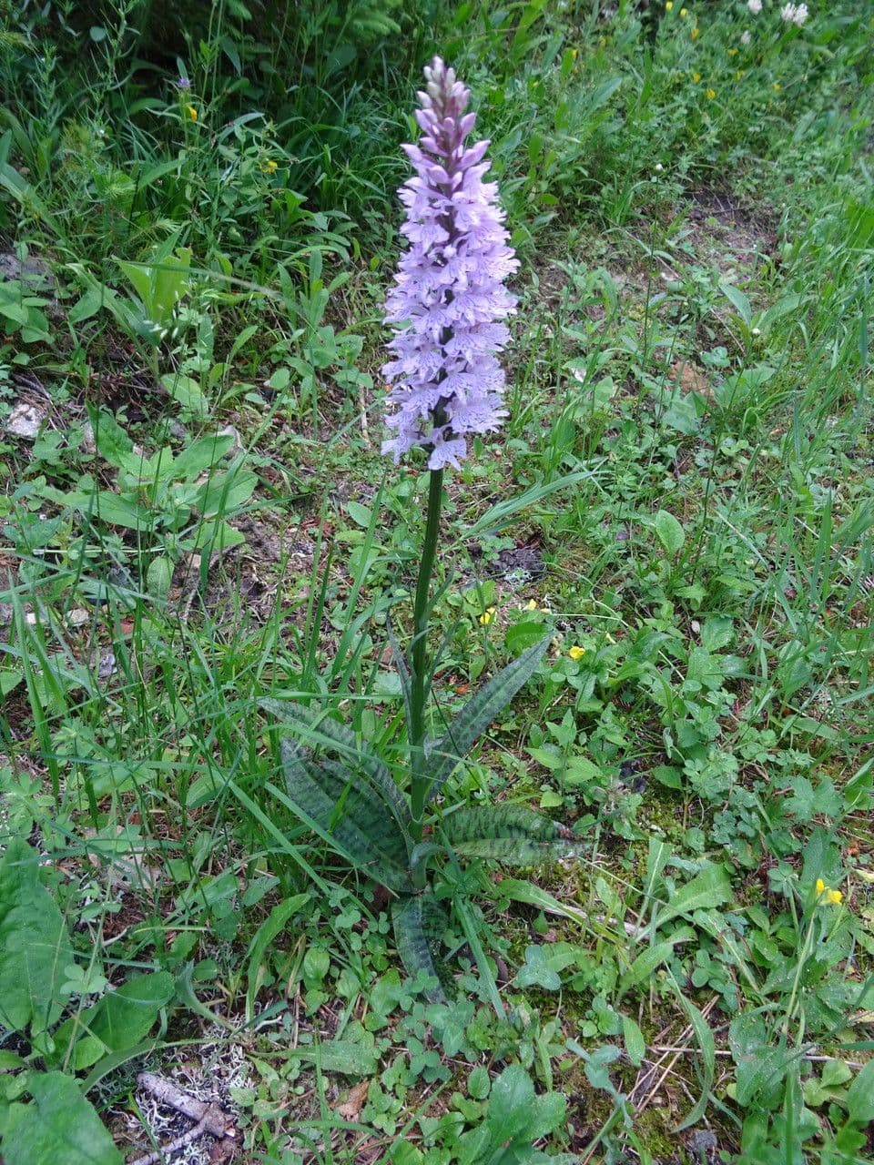 Orchidea di Fuchs 21