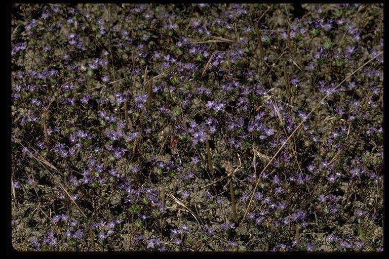 Navarretia 5