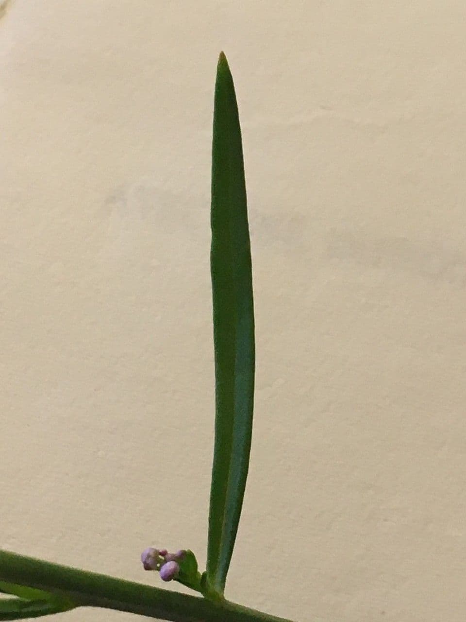 Schiffchenblättrige Schleifenblume 27