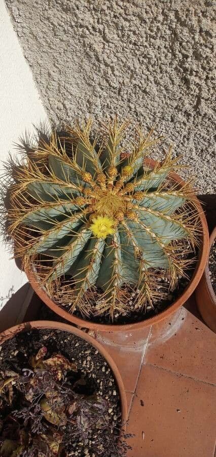 Cactus 4