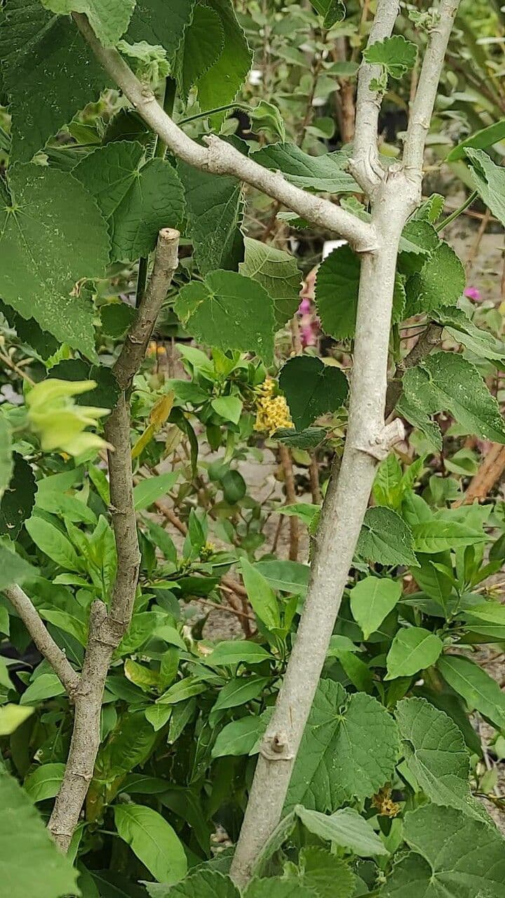 Abutilon 10