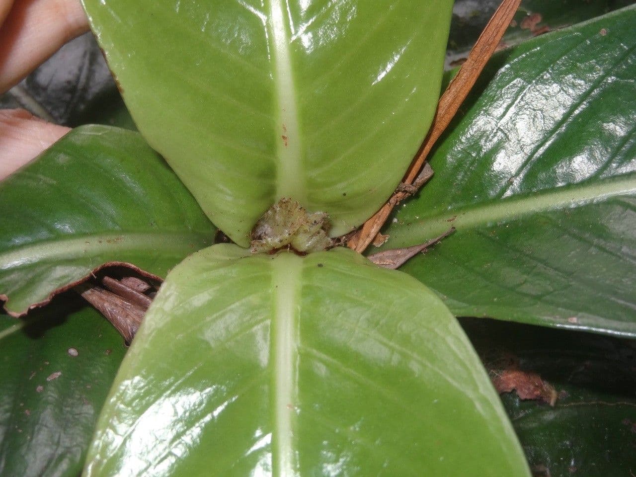 Psychotria 4