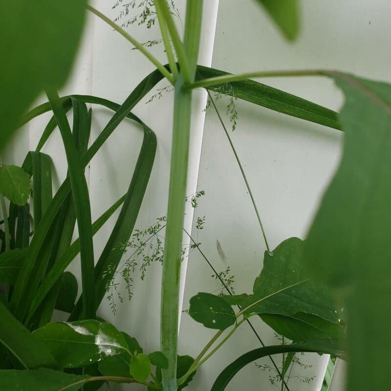 Impatiens pallida 20