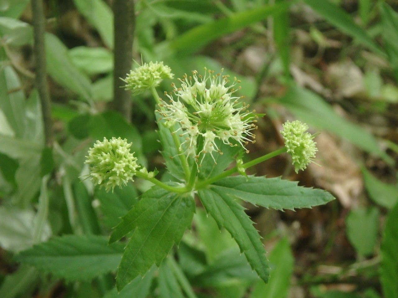 Samorostnice marilandská 5