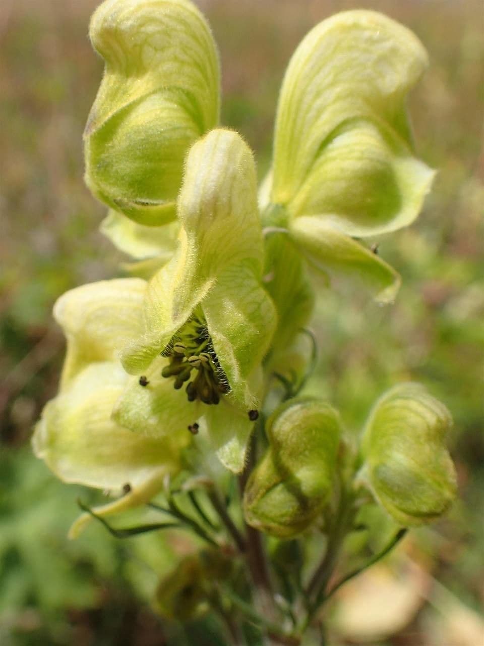 Aconito anthora 9