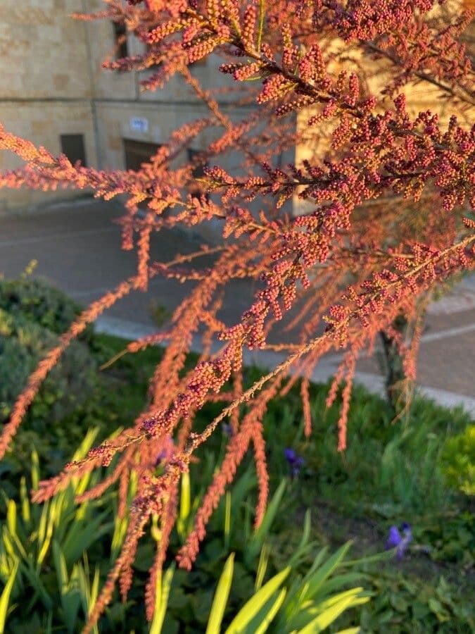 Tamarix parviflora 3