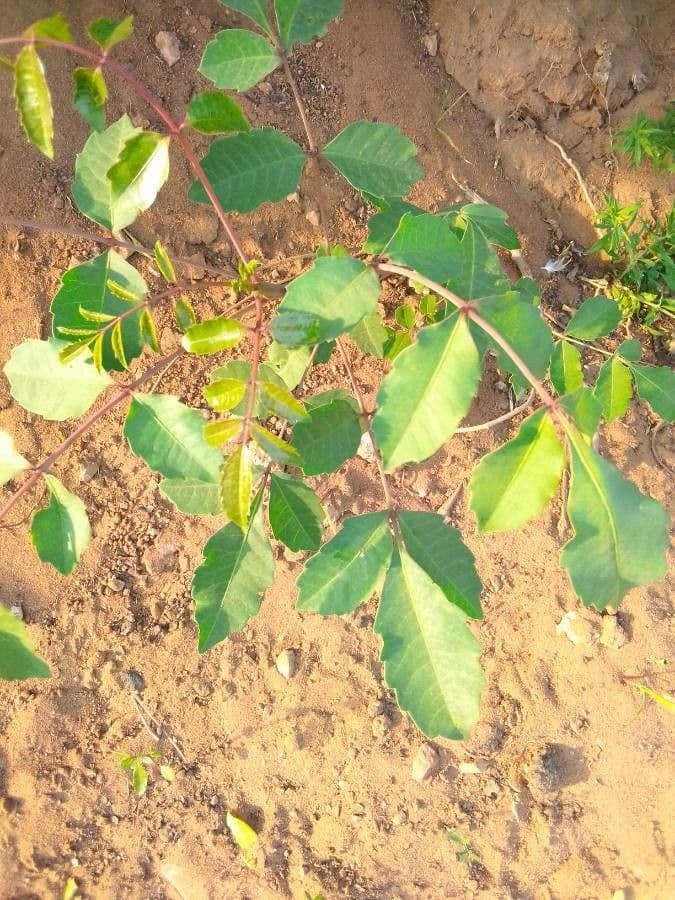 Marula 15