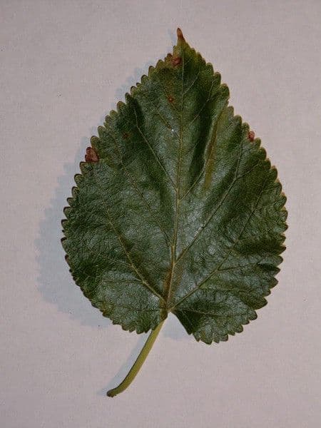 Weiße Maulbeere 26