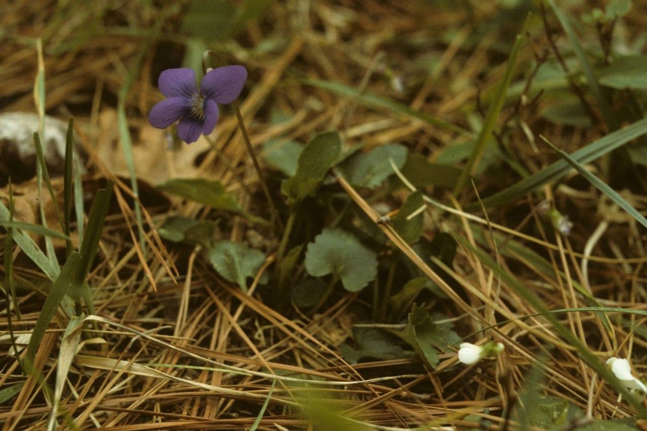 Viola sagittata 8