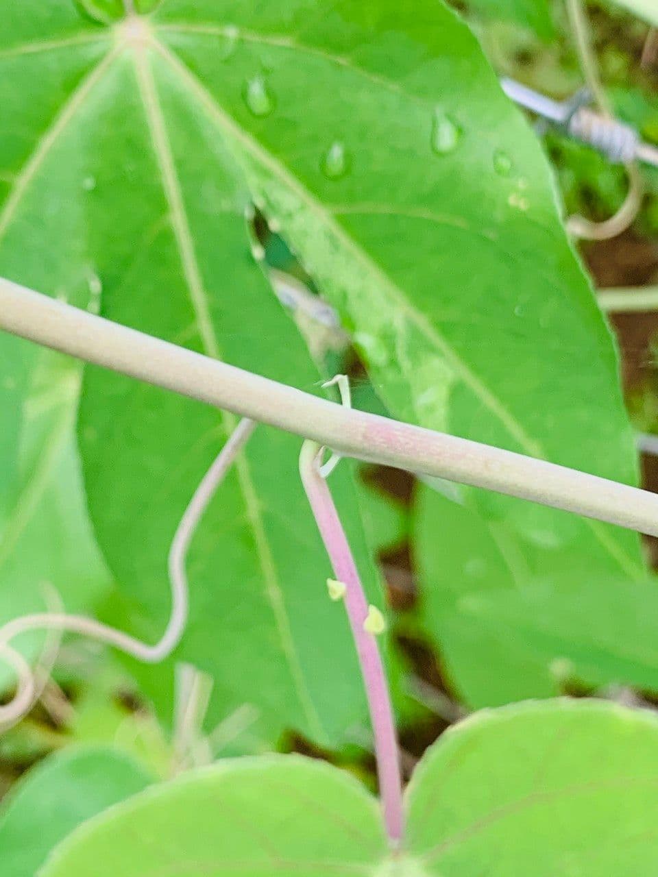 Passiflora 6