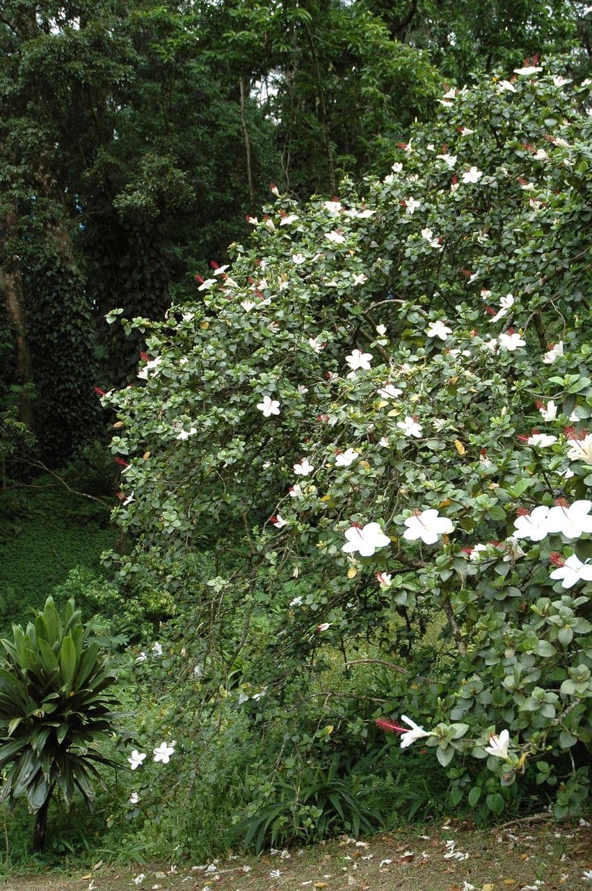 Eibisch 8