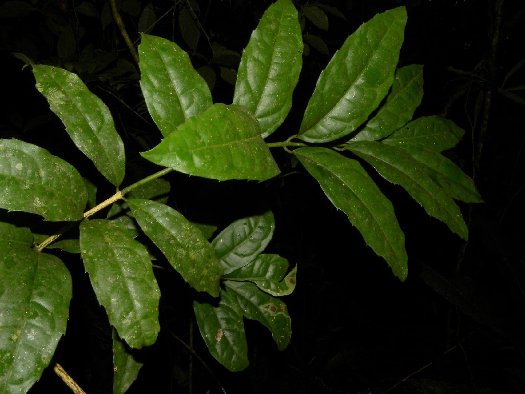 Mollinedia a fiore verde 9