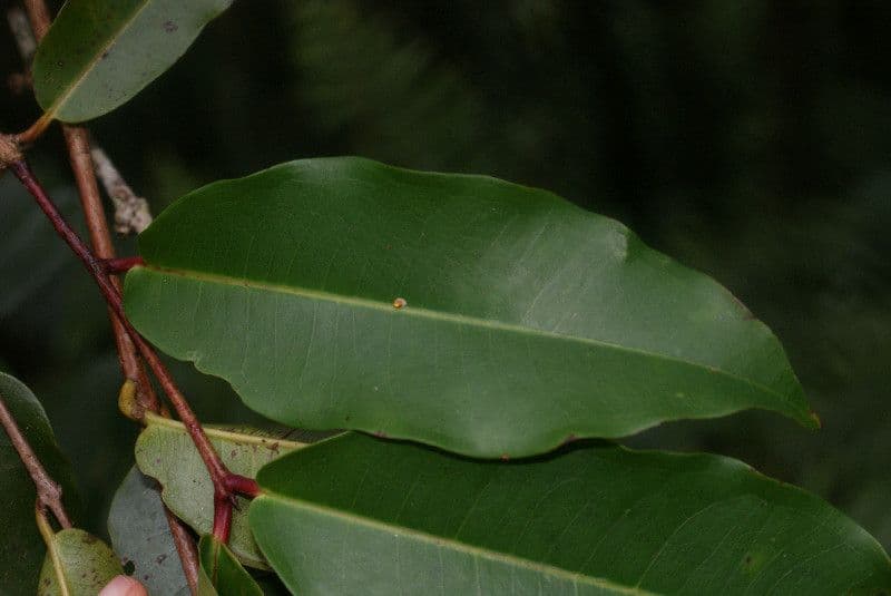 Syzygium 17