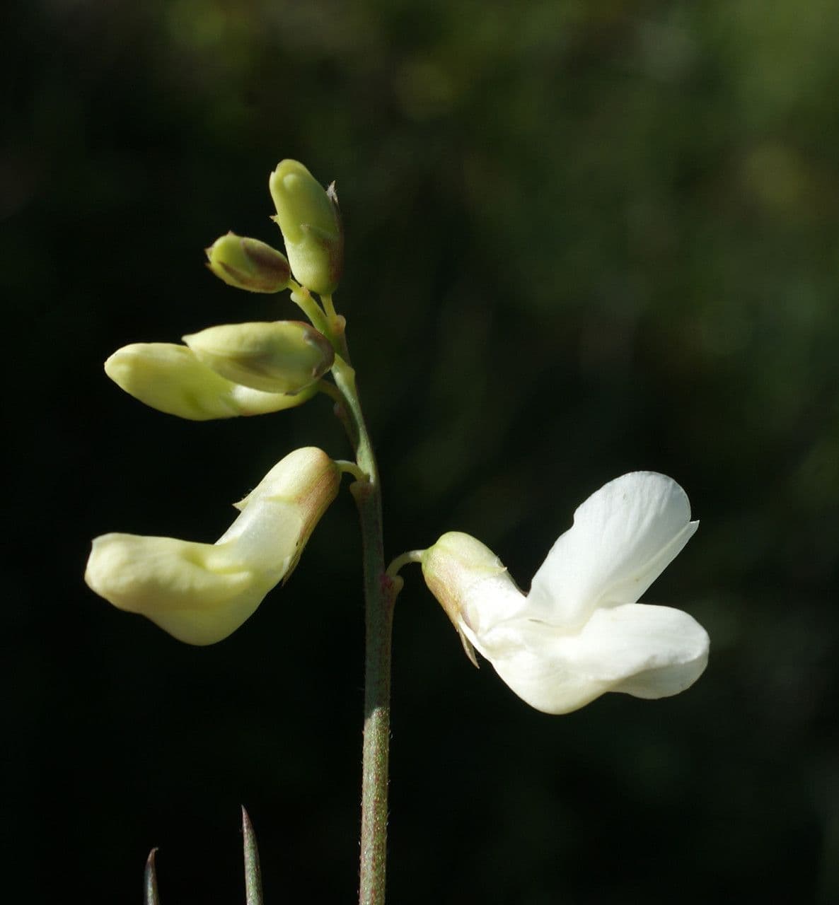 Lathyrus 8