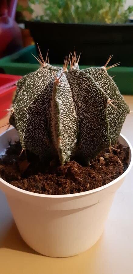 Cactus 9