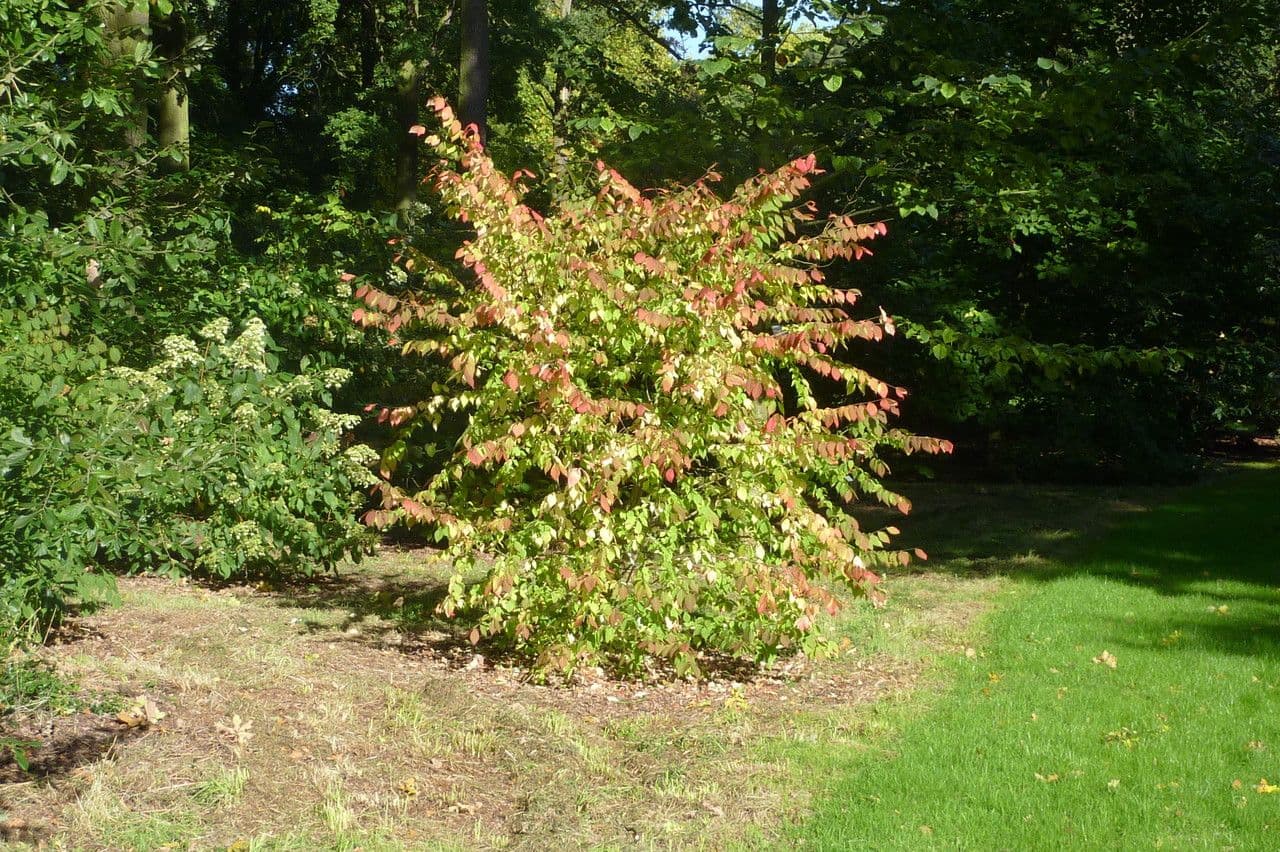 Spindelstrauch 2