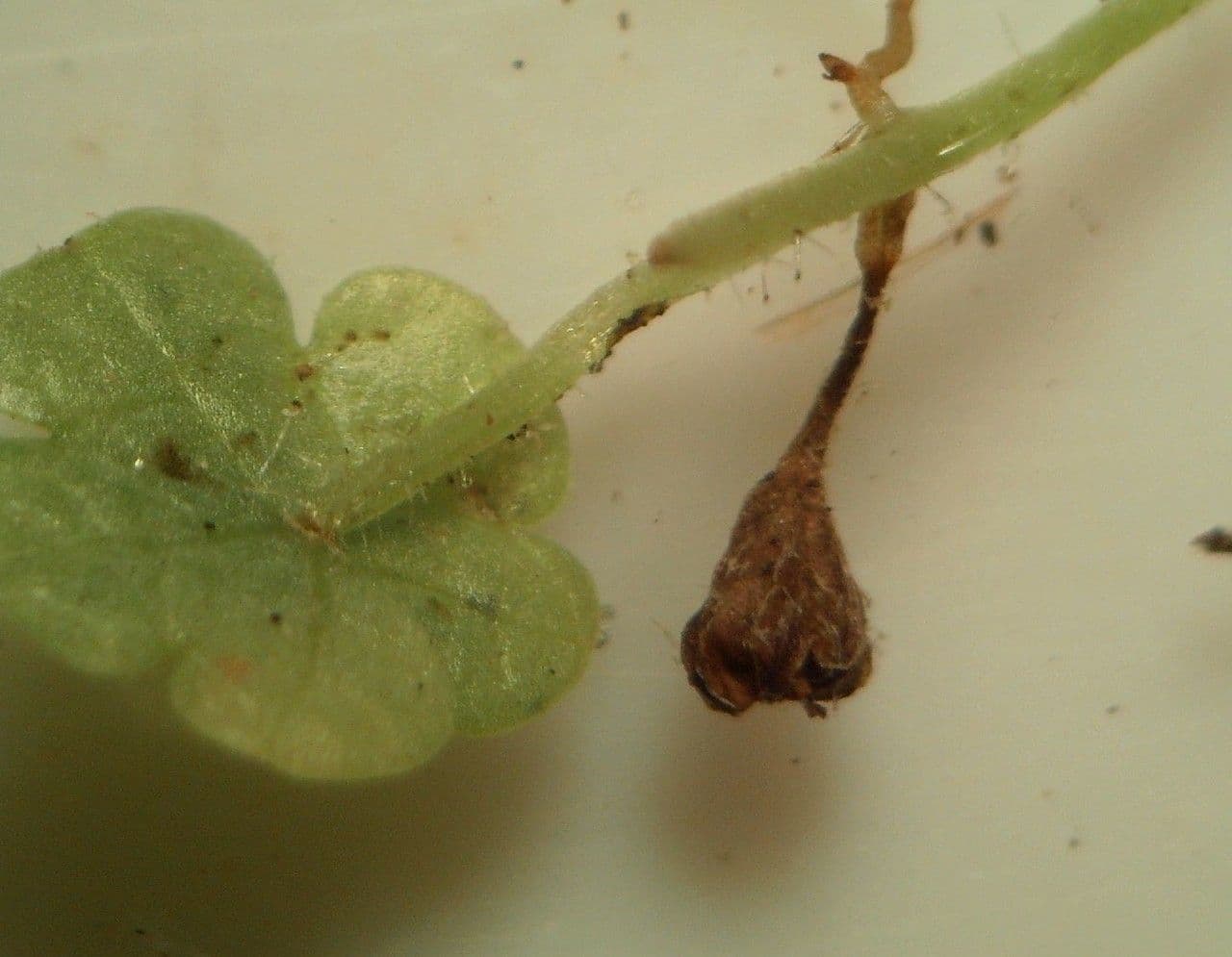Sibthorpia Europaea