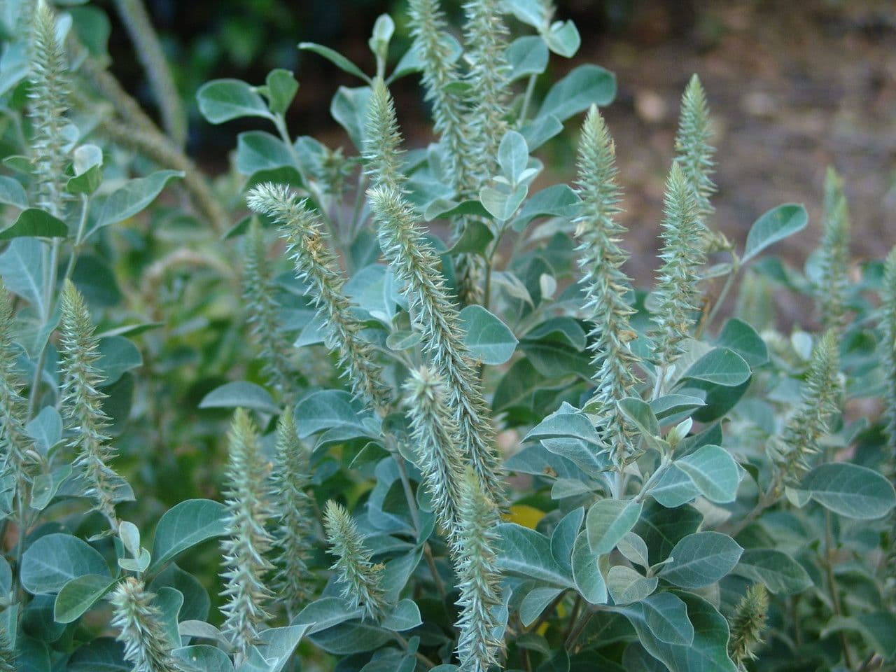 Achyranthes 5