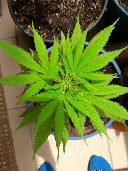 Canapa 29