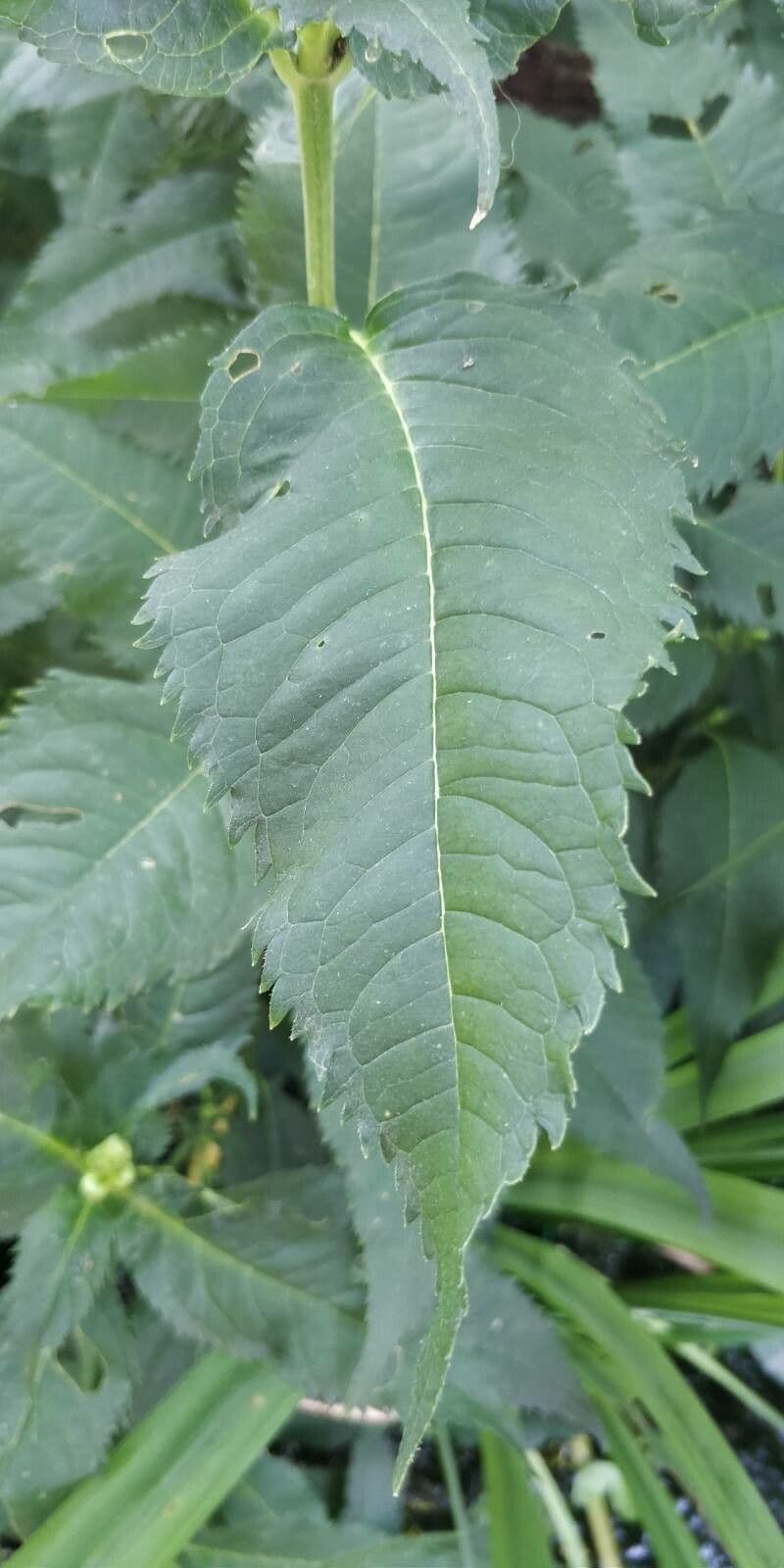 Chelone di Lyon 11