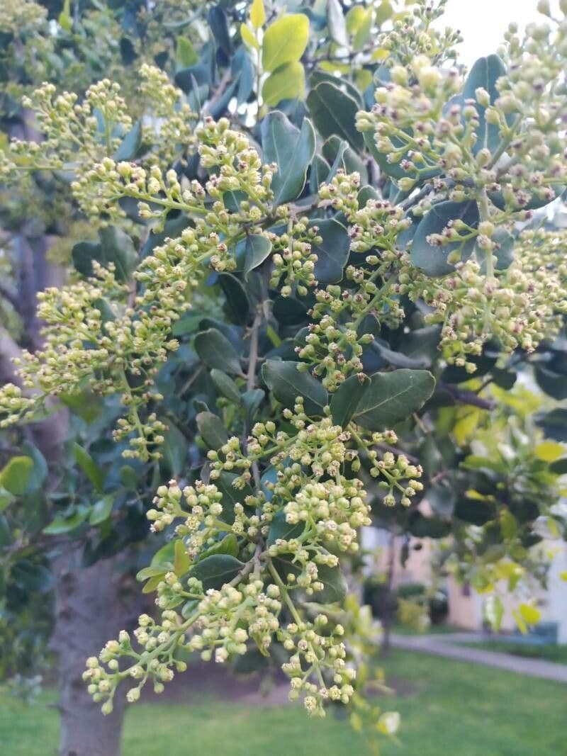 Cryptocarya 4
