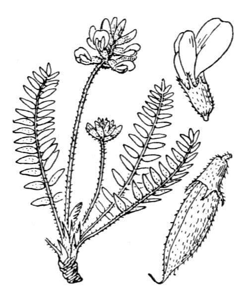 Ossitropide svizzero 22