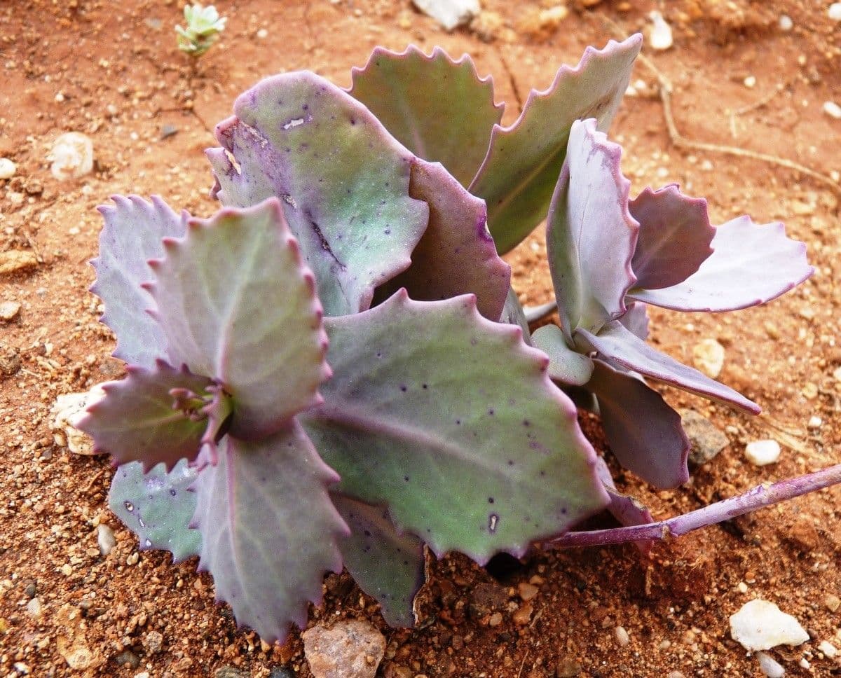 Moricandia 10