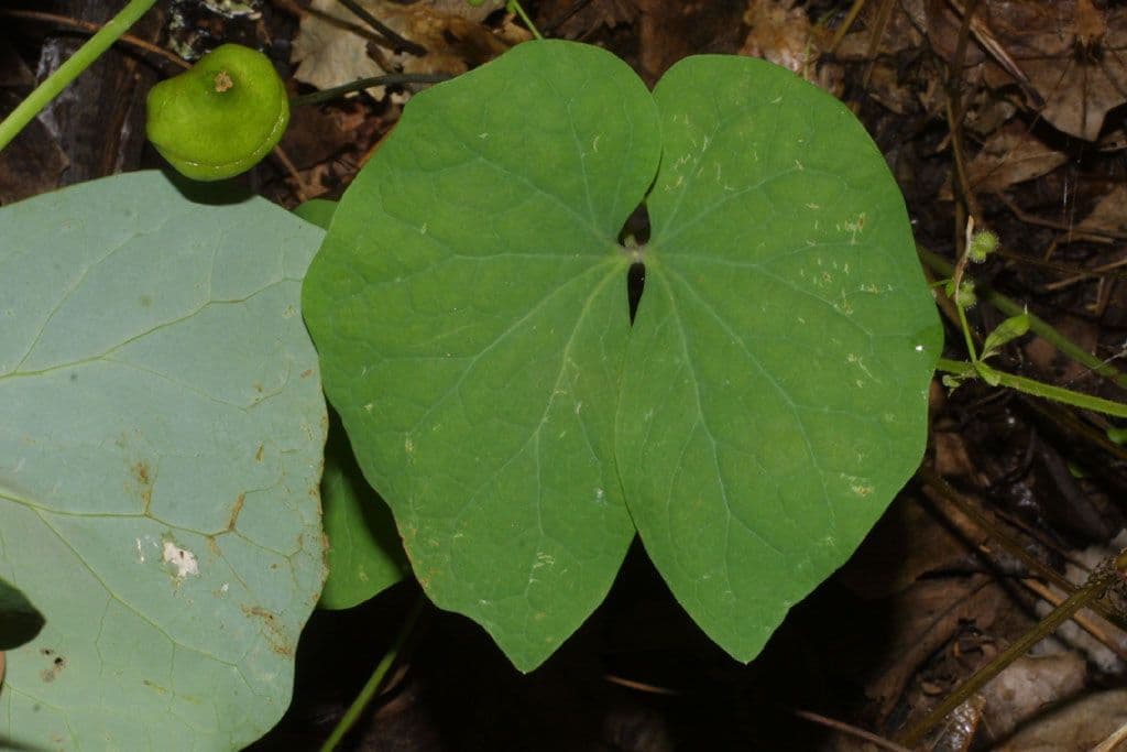 Jeffersonia diphylla 16