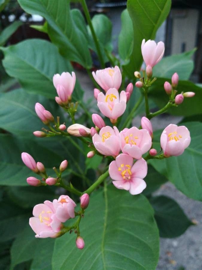 Jatropha integerrima 7