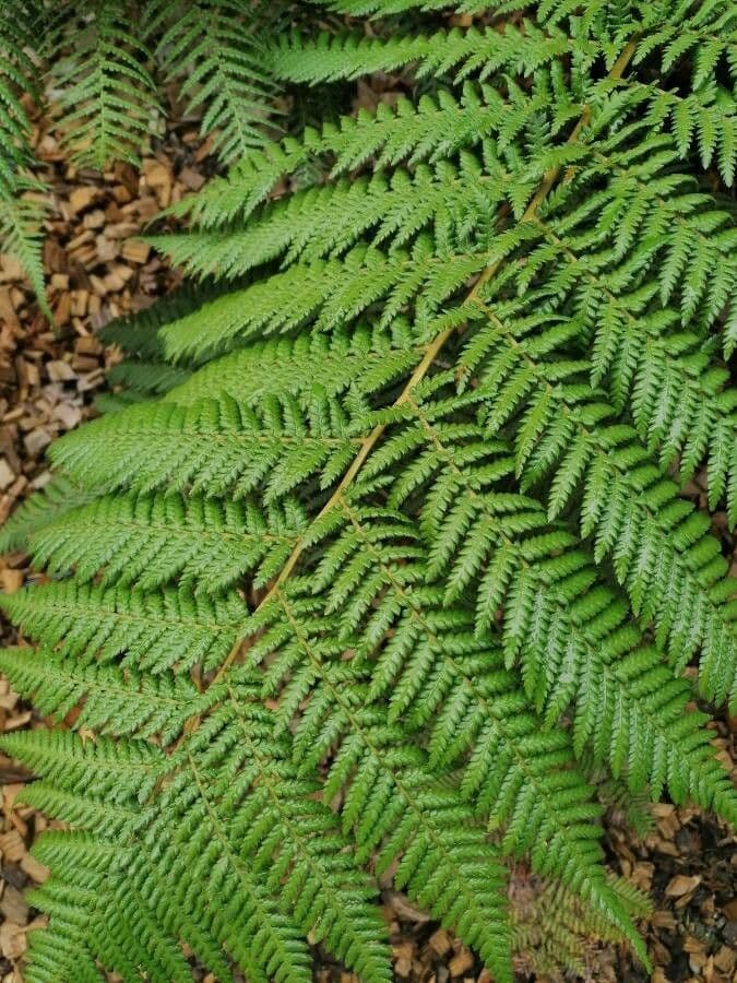 Cyathea 6