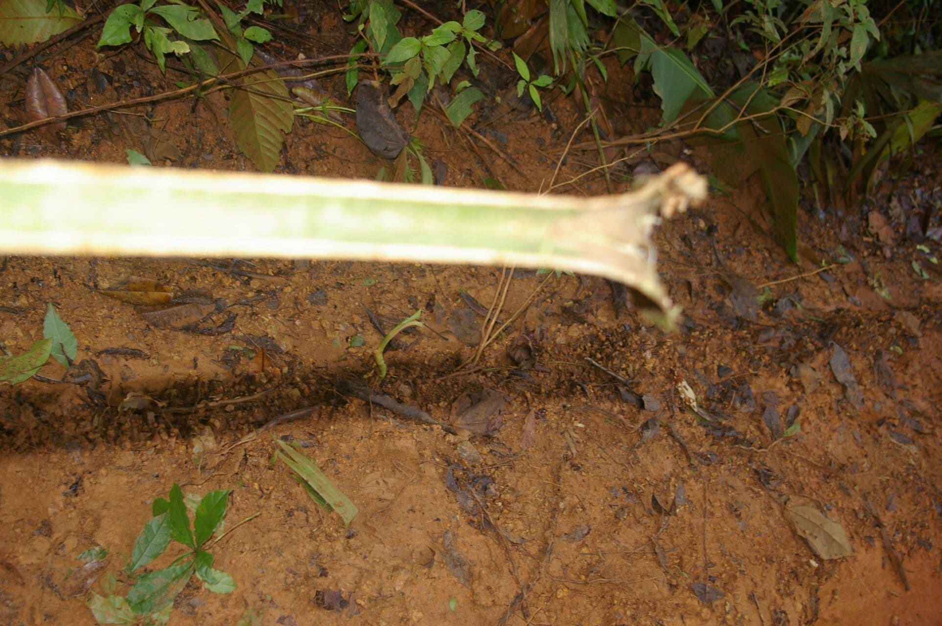 Cryosophila 12