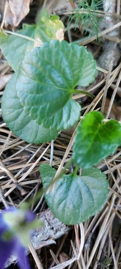 Viola odorata 15